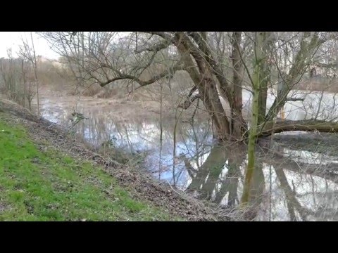 Spaziergang Linden Nord bei Hochwasser