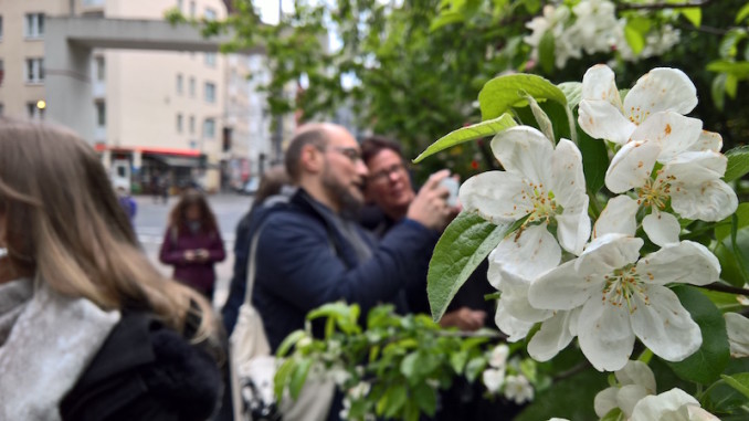 kischbaum im stadtgarten köln