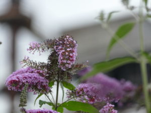 blume im landschaftspark